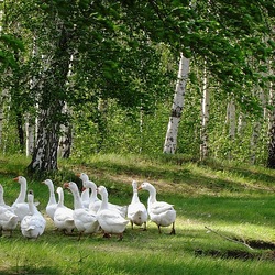 Пазл: На полянке