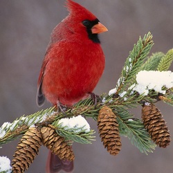 Пазл: Кардинал