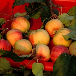 Пазл: Красивый урожай