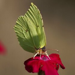 Пазл: Флора и фауна