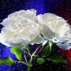 Пазл: Белые розы