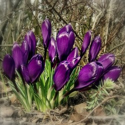 Пазл: Фиолетовые крокусы