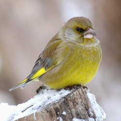 Пазл: Зимний Зеленух