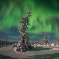 Пазл: Зеленая ночь