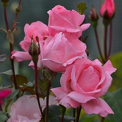 Пазл: Дарящие красоту