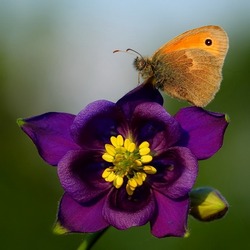 Пазл: Флора и фауна