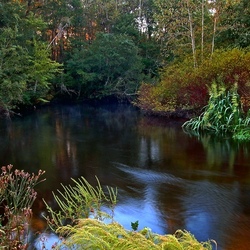 Пазл: Небольшое лесное озеро 
