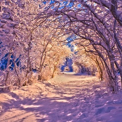 Пазл: Царство снега и мороза