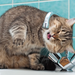 Пазл: Жажда - все