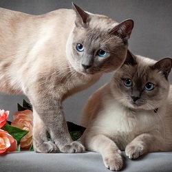 Пазл: Вместе