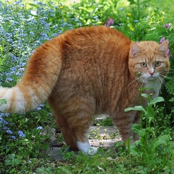 Пазл: Кошачье лето