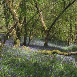 Пазл: Солнечный лес