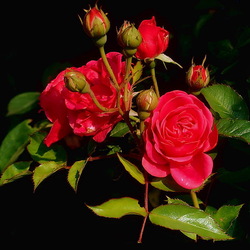 Пазл: Розы