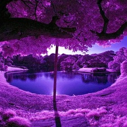 Пазл: Сад в Японии