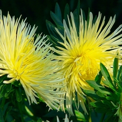 Пазл: Осенний фейерверк