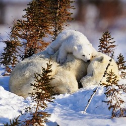 Пазл: Мама спит