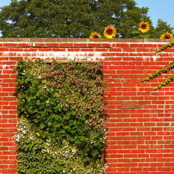 Пазл: Любопытные подсолнухи