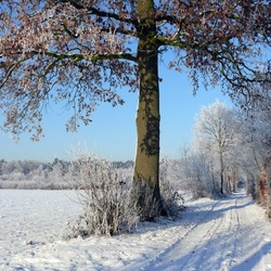 Пазл: Снежная дорога