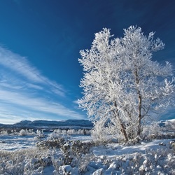 Пазл: Зимние лучи