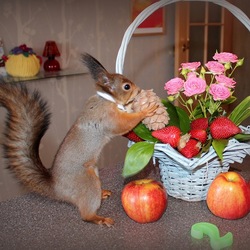 Пазл: Беличий праздник