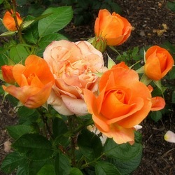 Пазл: Кустик розы в саду