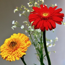 Пазл: Герберы