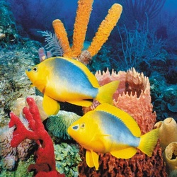 Пазл: Рыбки