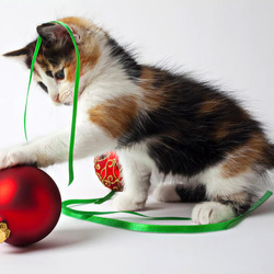 Пазл: Вот и кончился праздник