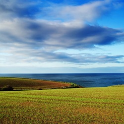 Пазл: Зеленое поле