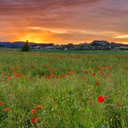 Пазл: Маковые сумерки