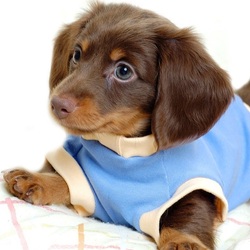 Пазл: Такса