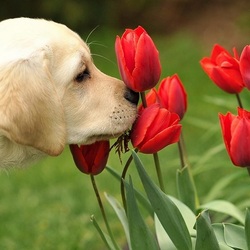 Пазл: Лабрадор