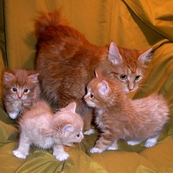 Пазл: Кошка-мама