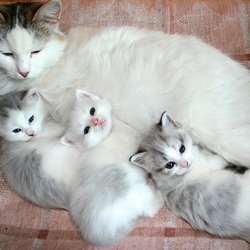 Пазл: Кошка-мама